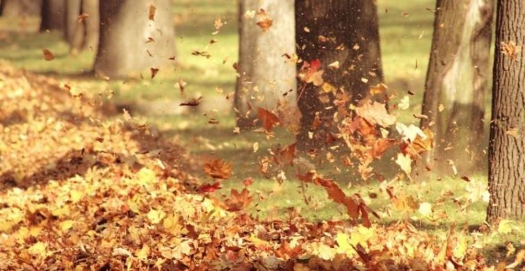 День собирания осенних листьев празднуют 15 октября itemprop=