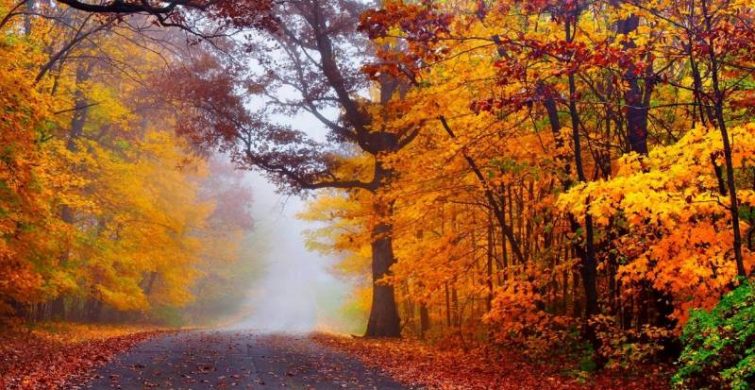 Сегодня, 10 октября, отмечают День шуршания листьями: что это за праздник itemprop=