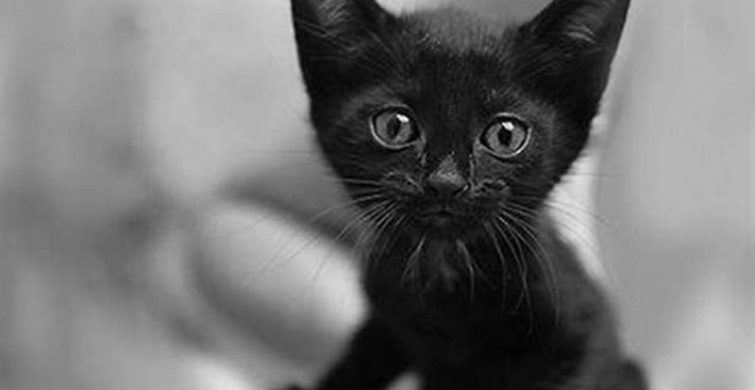 День черной кошки отмечают 17 ноября 2023 года: тайны, суеверия itemprop=
