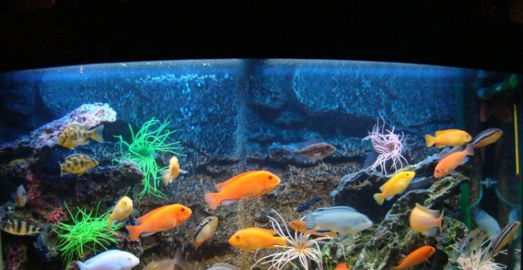 Как правильно выбрать аквариум для рыбок itemprop=