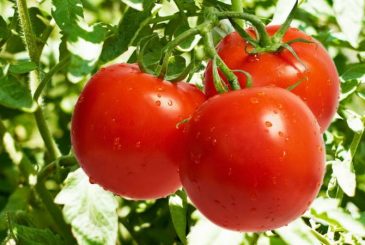 Как вырастить томаты без фитофтороза: полезные советы