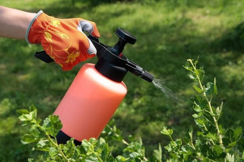 Зашита огорода от насекомых без применения химических препаратов