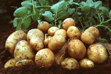 Секреты успешной подкормки картофеля и борьба с колорадским жуком в июле