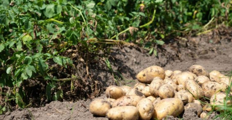 Секреты получения рекордного урожая картофеля itemprop=