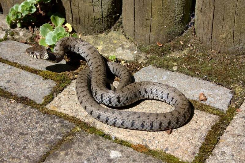 Как защититься от змей на дачном участке: надежные способы