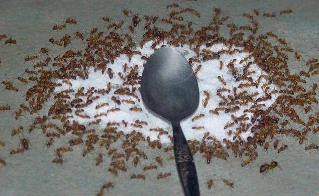 Борная кислота поможет надолго избавиться от муравьев itemprop=
