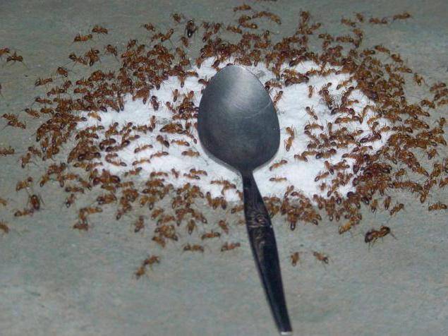 Как работает борная кислота против муравьев