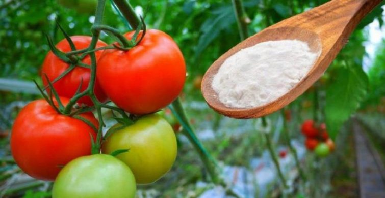 Зачем посыпать томаты содой и как это отразится на урожайности itemprop=