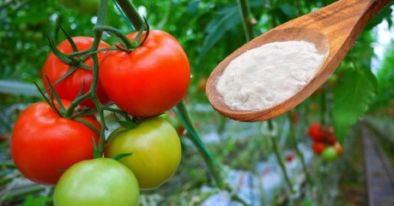 Зачем посыпать томаты содой и как это отразится на урожайности
