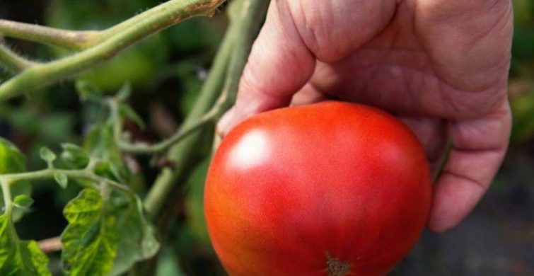 Простые методы помогут ускорить созревание томатов в конце июля и августе 2023 года itemprop=
