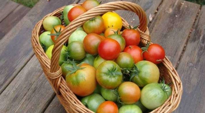 Повысить урожайность томатов можно при помощи ускорения дозревания зеленых помидоров itemprop=