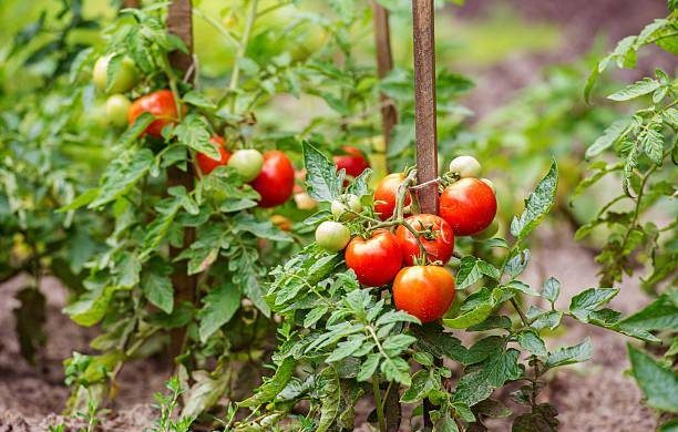 Раскрыты секреты безумного урожая помидоров в 2022 году, чтобы плодоносили до осени itemprop=