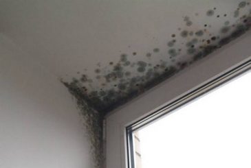 Забудьте о химикатах: натуральные средства против плесени