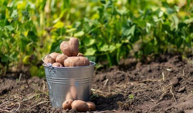 Лучшие предшественники для картофеля: можно ли его сажать на участке после томатов itemprop=