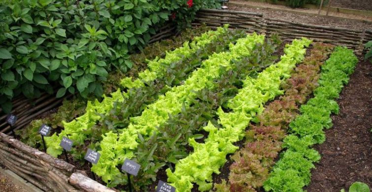 Цветы, зелень или овощи: что сажать в мае 2023 года на даче и огороде itemprop=