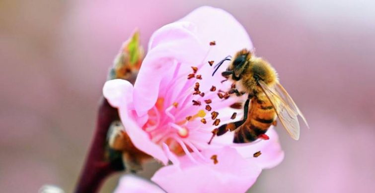 Безопасный отдых: как избежать укуса пчелы и как помочь себе, если насекомое ужалило itemprop=