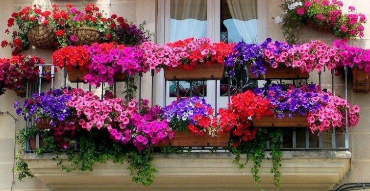 Чтобы цвели все лето и радовали глаз: какие цветы посадить на балконе