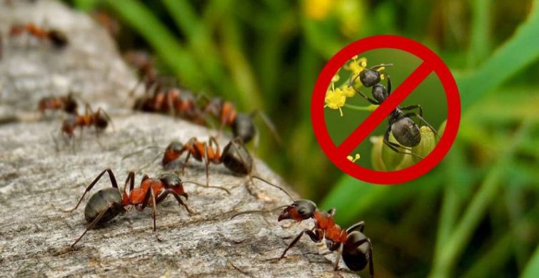 Как убрать муравьев с огорода с помощью народных средств