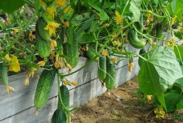Уход за овощами: как сажать, поливать и прореживать помидоры, огурцы и лук в июне 2023 года