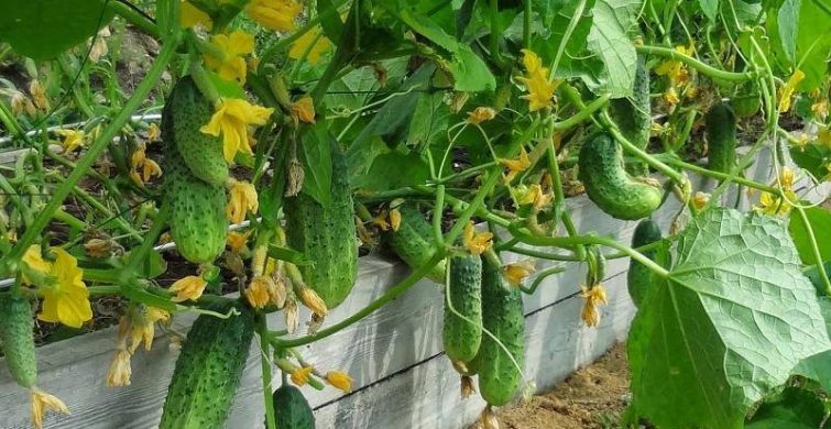 Уход за овощами: как сажать, поливать и прореживать помидоры, огурцы и лук в июне 2023 года itemprop=
