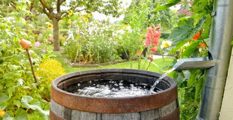 Агроном рассказал, как правильно собрать дождевую воду для полива растений на даче