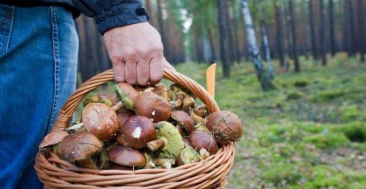 Пять грибных мест в Подмосковье, куда можно отправиться с корзинками уже сейчас itemprop=