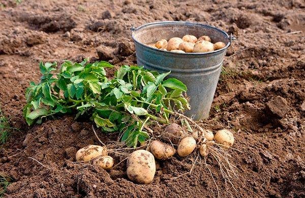 Когда копать молодую картошку после цветения в июле и августе 2023 года: лунный календарь сбора первого урожая корнеплодов