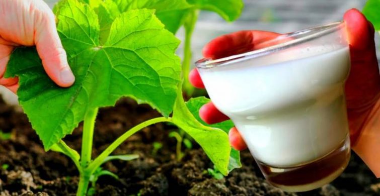 Как можно применять молоко в огороде и саду: полезные советы