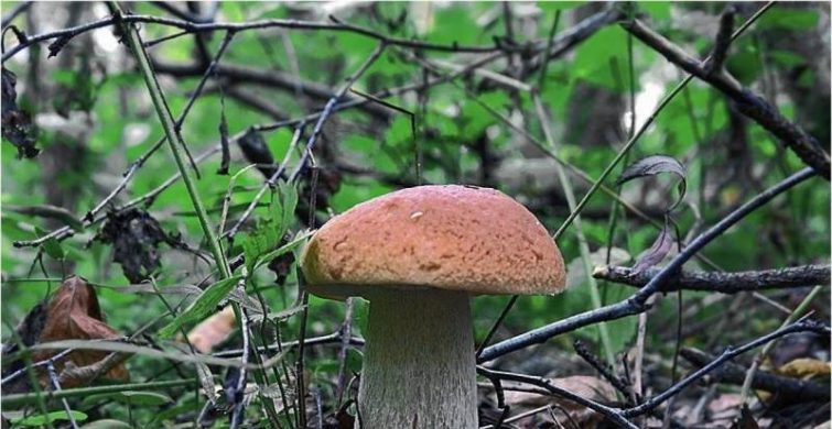 Простые способы удалить радионуклиды из грибов, которые можно применить на любой кухне