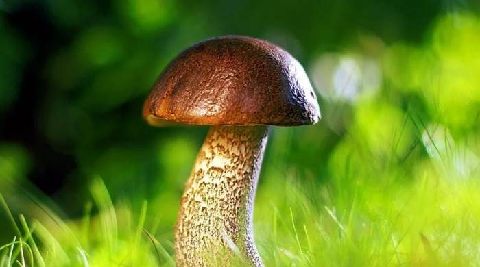 Тайна снов: почему в сновидениях мы видим грибы