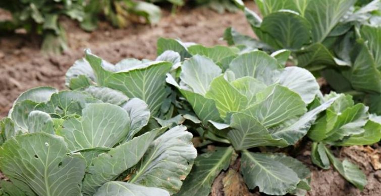 Супер-лайфхак для дачника: как получить два урожая капусты с одного растения