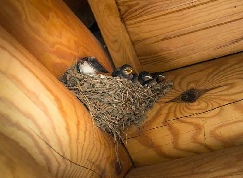 Гнезда птиц под крышей дома. Ласточкино гнездо с птенцами. Гнездо ласточки с птенцами под крышей. Гнездо ласточки под крышей. Гнездо под крышей.