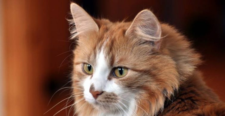 Могут ли кошки чувствовать болезни хозяина: как пушистый питомец может предупредить человека о больших проблемах со здоровьем
