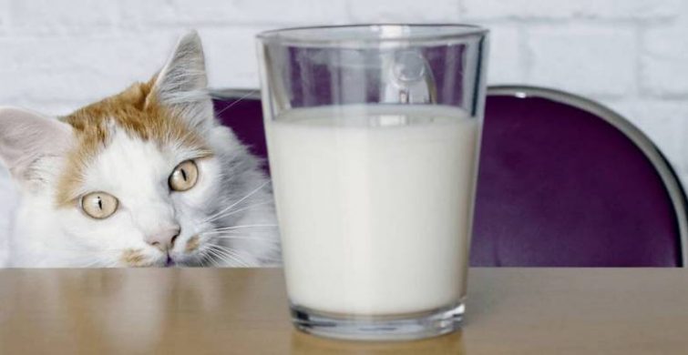 Можно ли котам давать рыбу и молоко: список запрещенных продуктов itemprop=