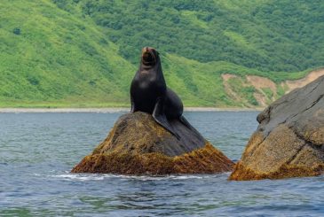 Экскурсия к лежбищу сивучей: встречи с морскими гигантами