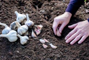 Рекомендации по укрытию грядок с чесноком и луком в зимний период