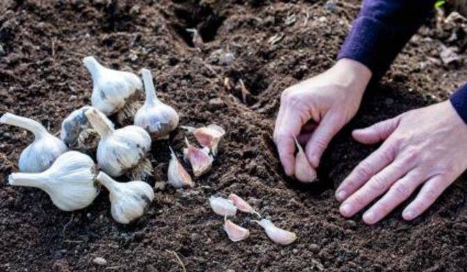Рекомендации по укрытию грядок с чесноком и луком в зимний период